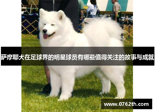 萨摩耶犬在足球界的明星球员有哪些值得关注的故事与成就